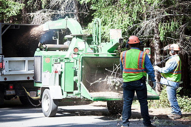 Pine Ridge, SD Tree Services Company