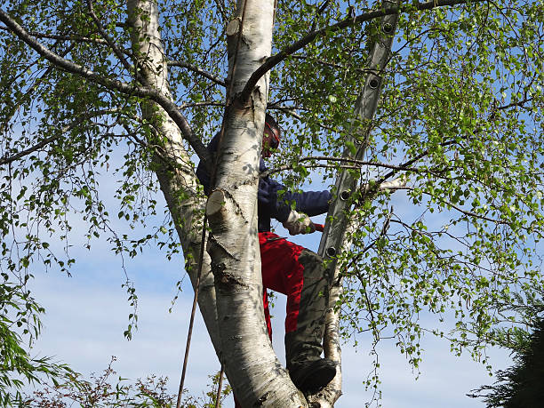 Best Emergency Tree Removal  in Pine Ridge, SD